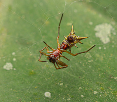 Micrathena