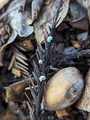 Clitopilus