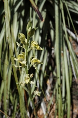 Chloraea