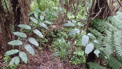 Ripogonum scandens