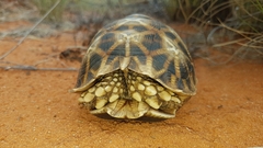 Psammobates oculifer