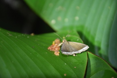 Coremagnatha orionalis