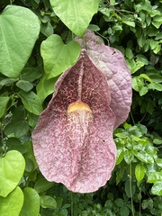 Aristolochia gigantea