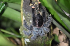 Avicularia avicularia