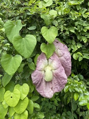 Aristolochia gigantea