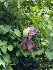 Aristolochia gigantea