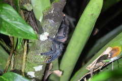 Avicularia avicularia