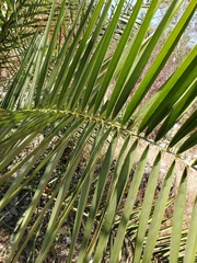 Phoenix canariensis