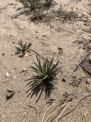 Phemeranthus confertiflorus