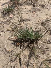 Phemeranthus confertiflorus