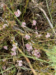 Pimelea alpina