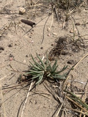 Phemeranthus confertiflorus