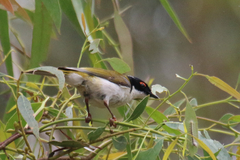 Melithreptus lunatus