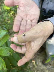 Micrathena cubana
