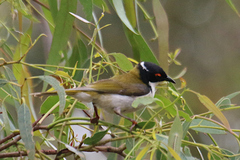 Melithreptus lunatus