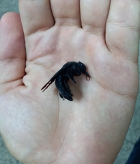 Xylocopa