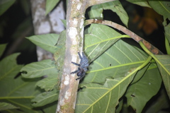 Avicularia avicularia