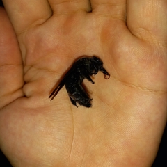 Xylocopa