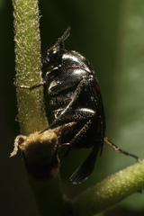Macrosiagon