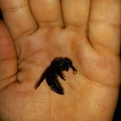 Xylocopa