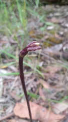 Dipodium
