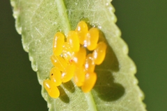 Chrysomela scripta