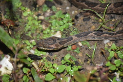 Leptodeira ashmeadii