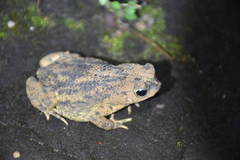 Rhinella beebei
