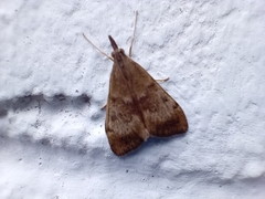 Uresiphita