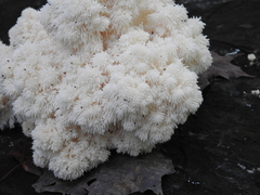 Hericium americanum