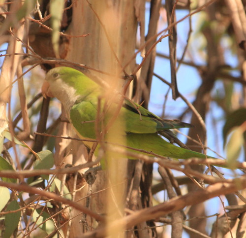Cotorra argentina (Myiopsitta monachus)