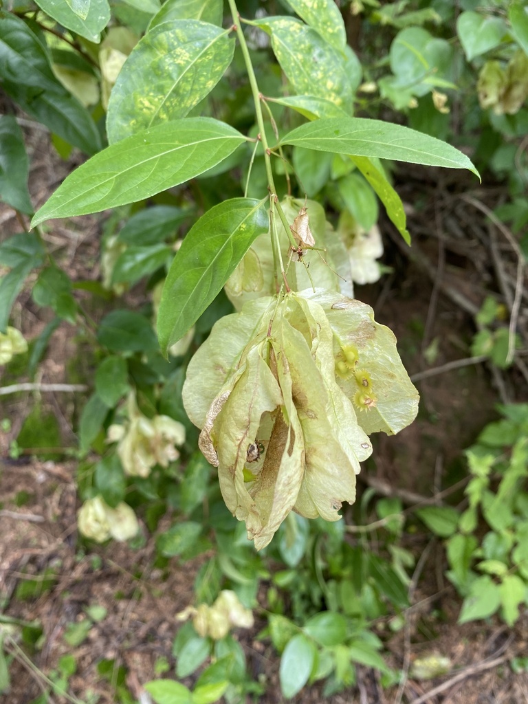 Anchietea sellowiana