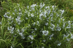 Amsonia tabernaemontana