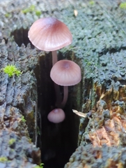 Mycena bulliformis