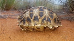 Psammobates oculifer