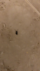 Periplaneta fuliginosa