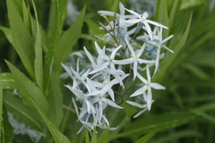 Amsonia tabernaemontana