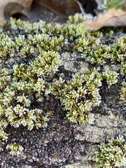 Orthotrichum anomalum