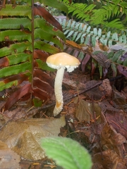 Stropharia ambigua