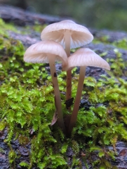 Mycena maculata