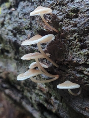 Mycena maculata