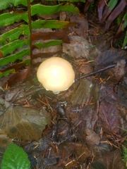 Stropharia ambigua