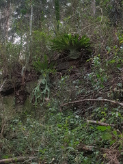 Platycerium superbum