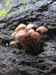 Mycena maculata