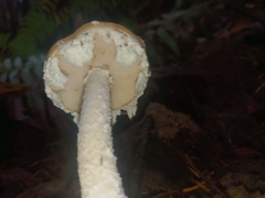 Stropharia ambigua