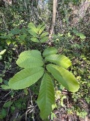 Cupania