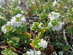 Veronica elliptica