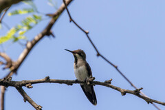 Chrysolampis mosquitus