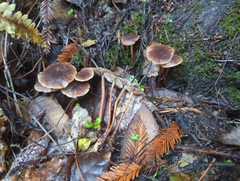 Gymnopus fuscopurpureus