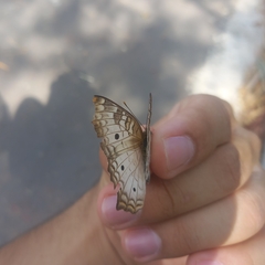Anartia jatrophae
